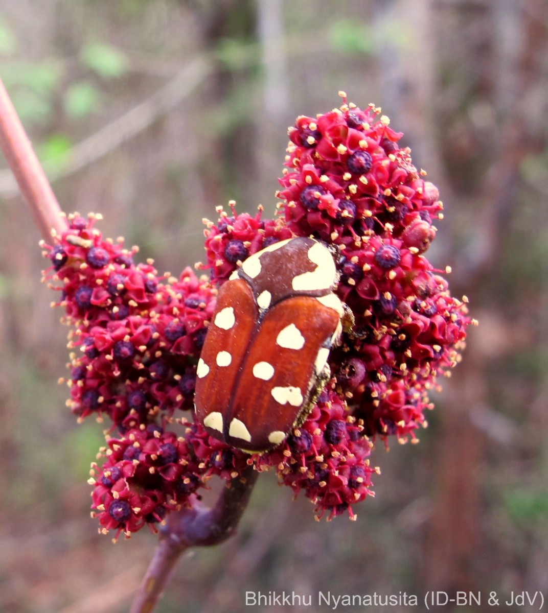 Ampelocissus phoenicantha Alston